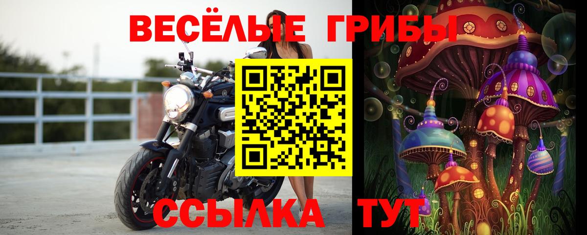 Псилоцибиновые грибы Psilocybe Ртищево
